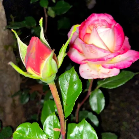 Visitar-bioucas-ii-al-q-casa-tradicional-familiar-rnal-30294-al *