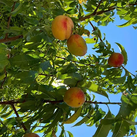 Tatil Evi Visitar-bioucas-ii-al-q-casa-tradicional-familiar-rnal-30294-al Souto (Santarem)